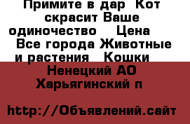 Примите в дар. Кот скрасит Ваше одиночество. › Цена ­ 0 - Все города Животные и растения » Кошки   . Ненецкий АО,Харьягинский п.